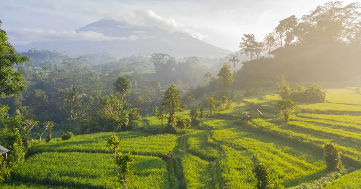 Bali rice terrace